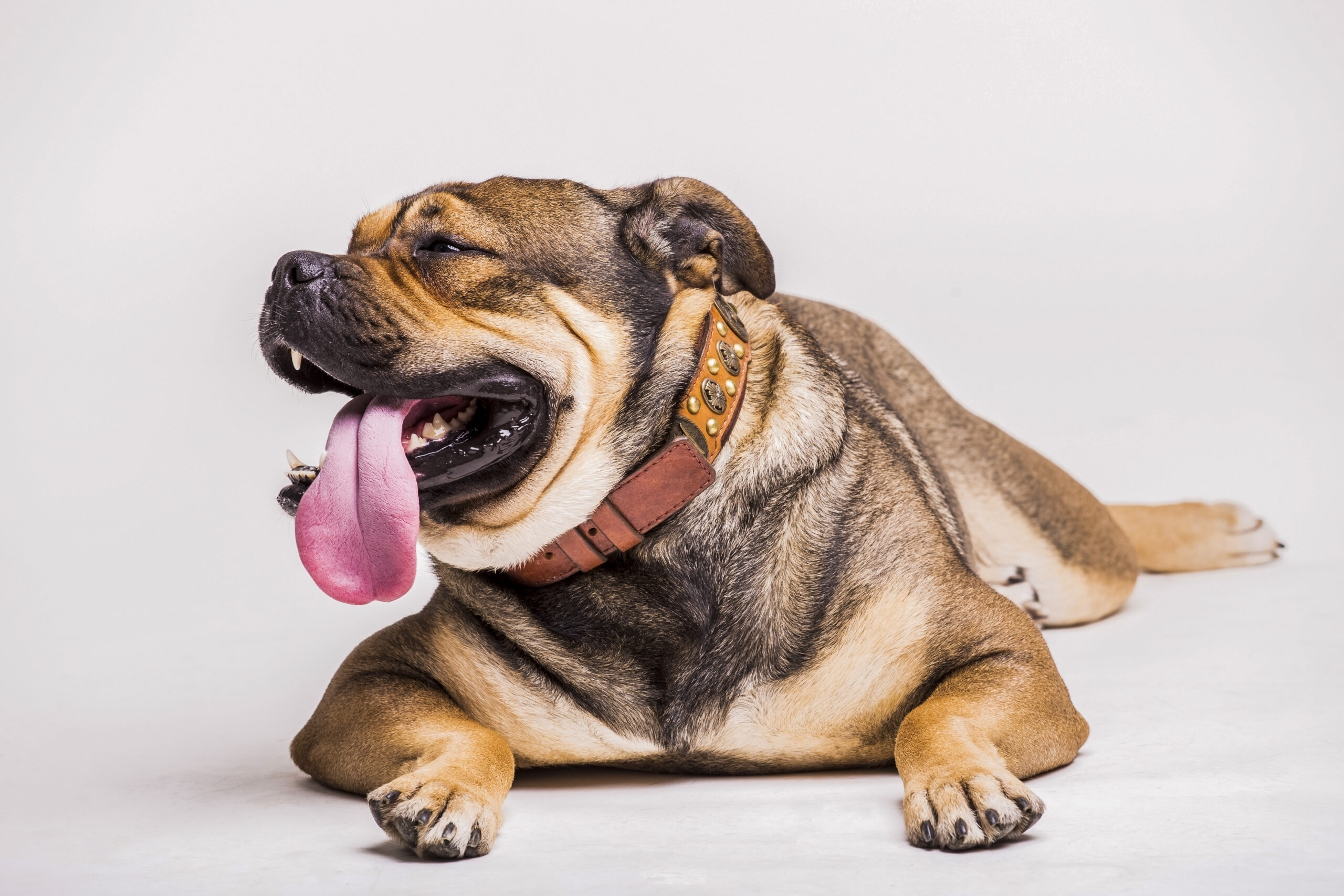 obesidade canina