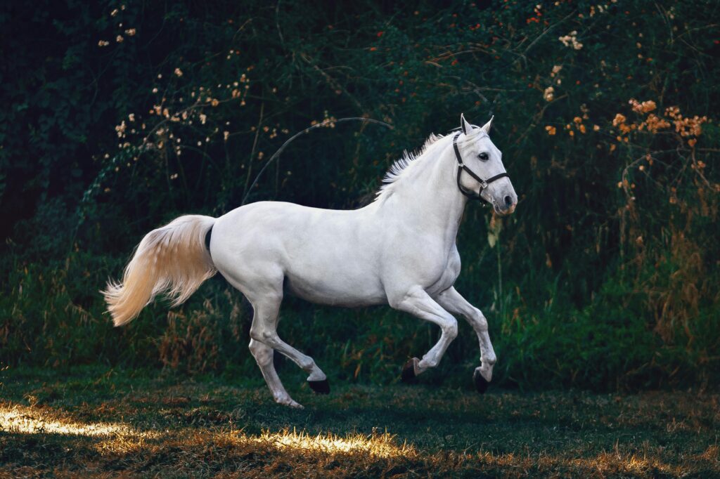 suplementação para cavalos