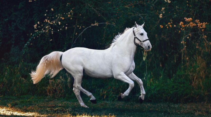 suplementação para cavalos