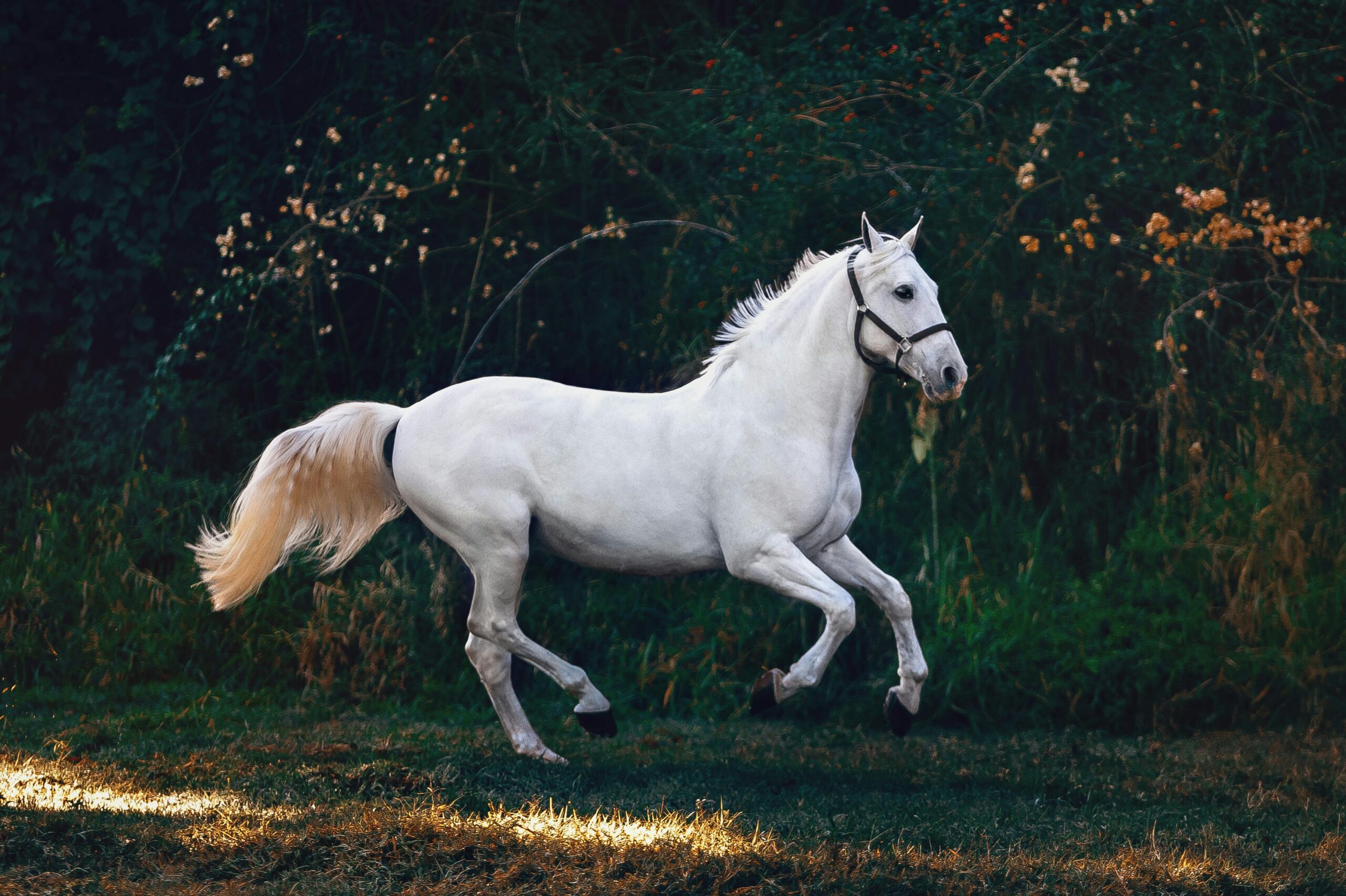 suplementação para cavalos