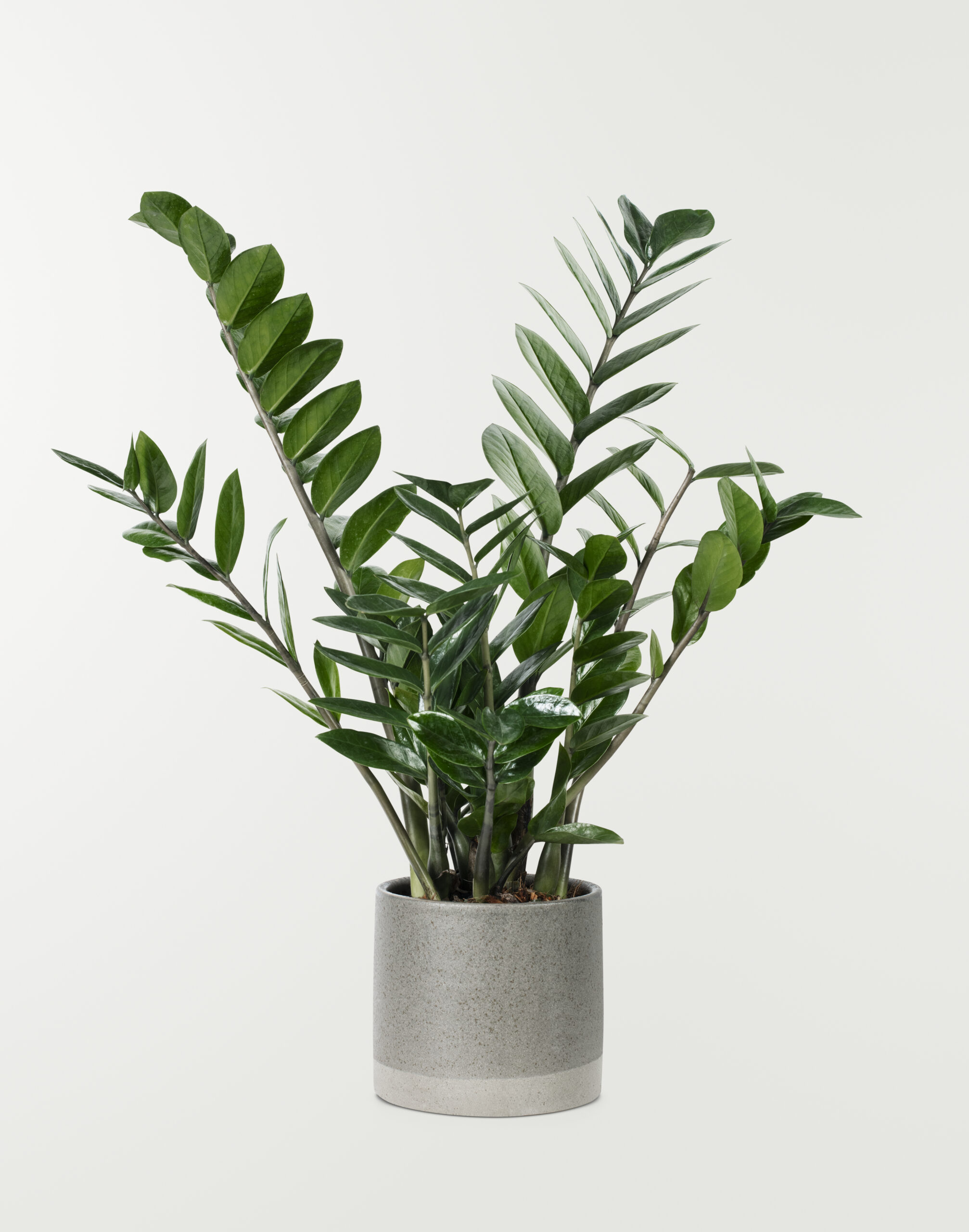 Plantas Ornamentais