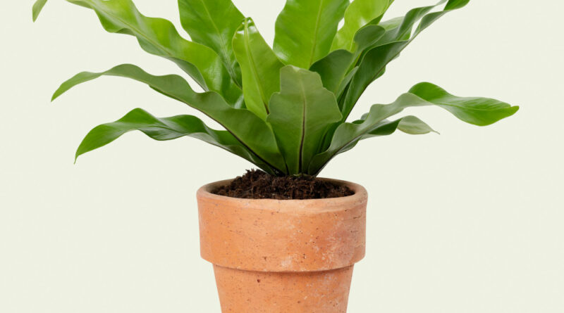 decoração