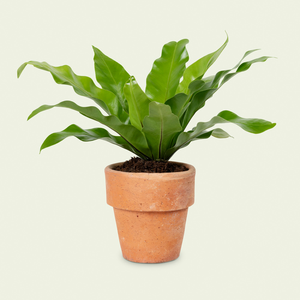decoração